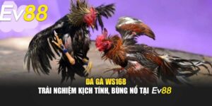 Giới Thiệu Sảnh Đá Gà Ws168 Tại Ev88 - Đặt Cược Và Nhận Tiền