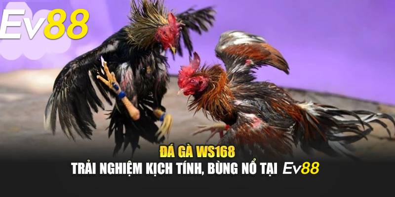Giới Thiệu Sảnh Đá Gà Ws168 Tại Ev88 - Đặt Cược Và Nhận Tiền