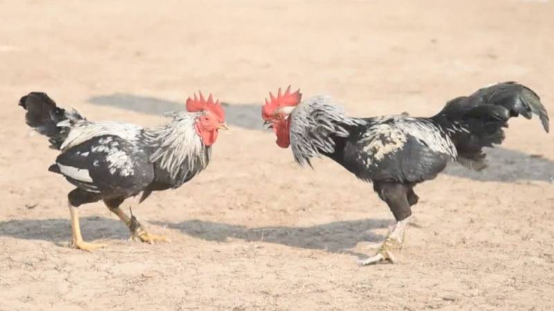 Luật vào sới và thời gian thi đấu