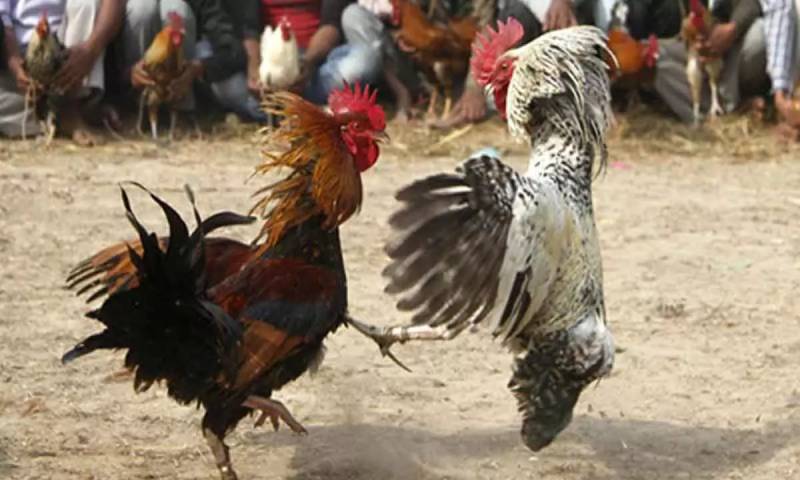 Tiêu chí phân định thắng thua