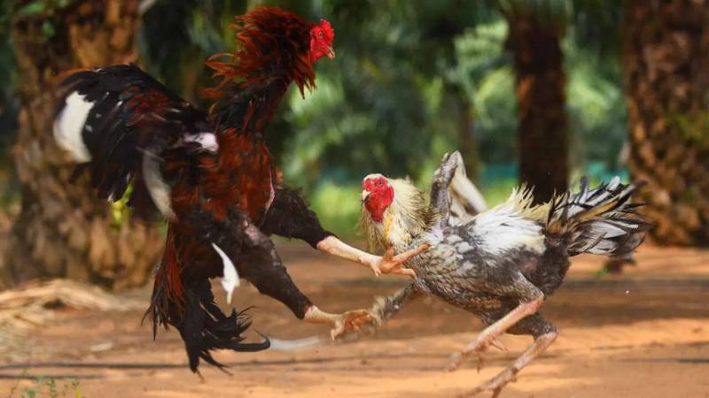 Trọng lượng và phân hạng gà 
